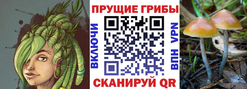 наркота Киренск Галлюциногенные грибы MAGIC MUSHROOMS